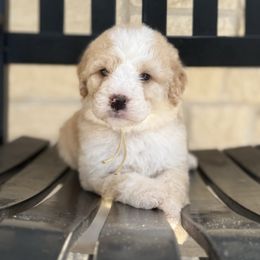 Teal Female - Red female Bernedoodle puppy in Corpus Christi, Texas from The Henke Doodles