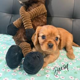 Daisy - Ruby female Cavalier King Charles Spaniel puppy in Cerro Gordo, North Carolina from Cloverleaf K9 Connections