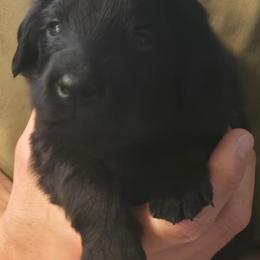 Boy 2 - male Flat-Coated Retriever puppy in Reno, Nevada from Clear Creek Kennel