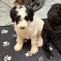 Cowgirl (Blk-Wh Parti) - Parti female Goldendoodle puppy in Toledo, Ohio from Avery Doodle Day LLC