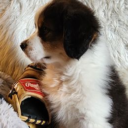 Australian Shepherd Puppies from Kelbrook Farm Australian Shepherds