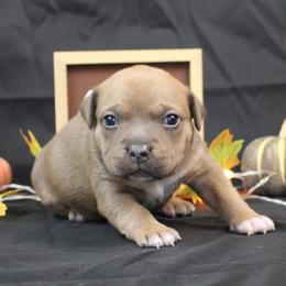 Naomi - Blue brindle female American Bully puppy in Easton, Maryland from Night Court Bullies