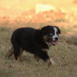 Miniature Australian Shepherd Puppies from MAC's Cirkles 8 Aussies
