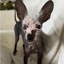 Chihuahua and Chinese Crested Puppies from Western Kentucky Chihuahua’s and Chinese Crested’s