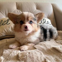 Clawdee - Black and tan female American Corgi puppy in Decatur, Texas from Bar S Corgis