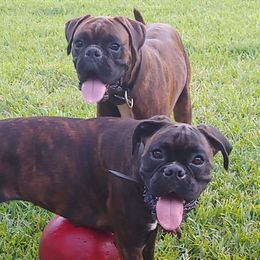 Boxers from Wendy's Pups