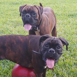 Boxers from Wendy's Pups