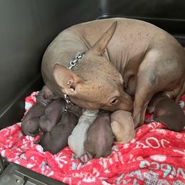 American Hairless Terrier puppies from Gold Rush Kennels