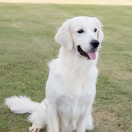 Sunny - Golden Retriever