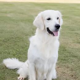 Sunny - Golden Retriever