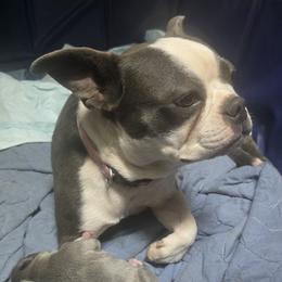 Boston Terrier Puppies from Aronow pups