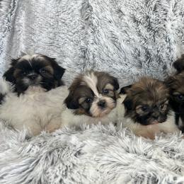 Shih Tzu Puppies from South Central Shih Tzus