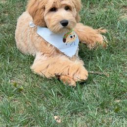 Australian Labradoodle Puppies from Forever Friends Labradoodles