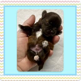 Xolo - Tan male Yorkshire Terrier puppy in Annandale, Virginia from Artisan Yorkies LLC