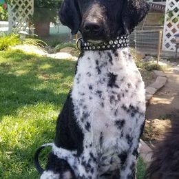 Poodle All Grown Up from Watts Poodles