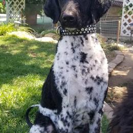 Poodle All Grown Up from Watts Poodles
