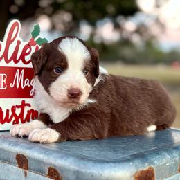 Green collar with tail - Red tri male Miniature Australian Shepherd puppy in 32046, Florida from River Hill Ranch