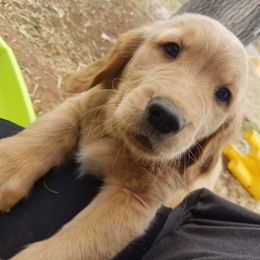 Golden Retriever Puppies from Goldens of Hamm Hollow