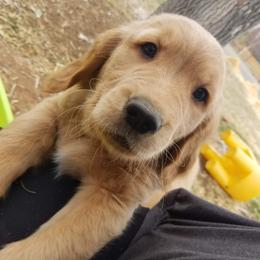 Golden Retriever Puppies from Goldens of Hamm Hollow