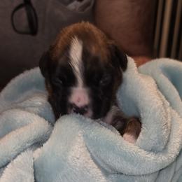 Purple girl - Brindle female Boxer puppy in Titusville, Florida from Saskobox
