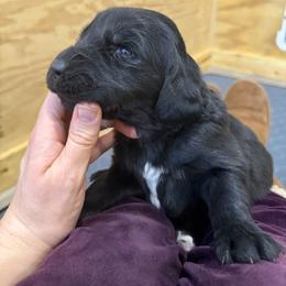 Jasmine - Black female Newfoundland puppy in Brandenburg, Kentucky from Bluegrass River Newfoundlands
