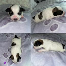 Papillon Puppies from Kerwan Papillons