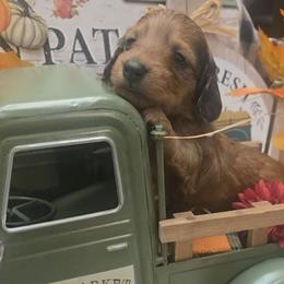 Rowan 2200 - Red male Dachshund puppy in Bristol, Tennessee from It's Mini Wieners Baby