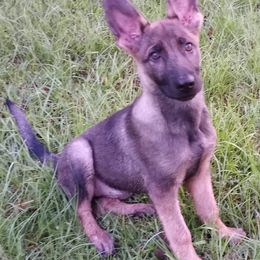 Bloodhounds and German Shepherds from Tousek Farms