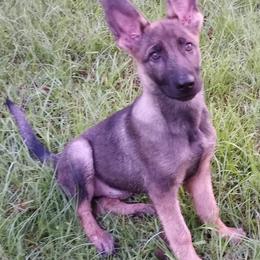 Bloodhounds and German Shepherds from Tousek Farms