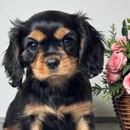 Morrigan - Black and tan female Cavalier King Charles Spaniel puppy in Oklahoma from Rocky Oak Cavaliers & Biewer Terriers LLC