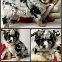 (8) Chanel, BMF - Blue merle female Miniature American Shepherd puppy in Huntington, Texas from JKKJ Farms, LLC