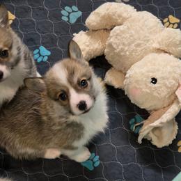 Jolene - Sable female Pembroke Welsh Corgi puppy in Charleston, Arkansas from Hilltop Corgis