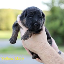 Boy 4 - German Shepherd puppy in Greenbrier, Arkansas from House of Havoc German Shepherds
