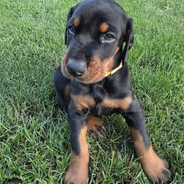 Selma - Black and rust female Doberman Pinscher puppy in Anderson, Indiana from Legendary Kennels