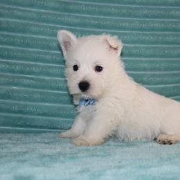 Spencer - White male West Highland White Terrier puppy in Goshen, Indiana from Linda’s Lovable Pups
