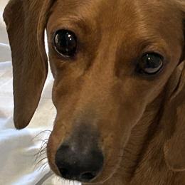 Pixie - Dachshund