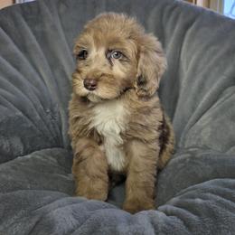Battery - Merle male Sheepadoodle puppy in Cleveland, Georgia from Jam's Doodles And Poodles