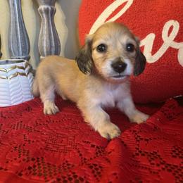 Puppy 3 - Cream male Dachshund puppy in Perryville, Maryland from Heavenly Heritage Dachshunds and Doods