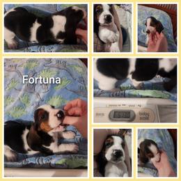 Fortuna - Black brown and white female Basset Hound puppy in Mill Springs, North Carolina from Mountain View Basset Hounds