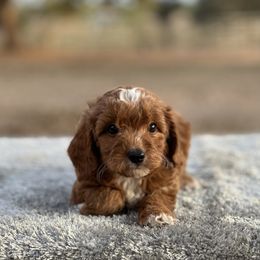 Boy 4 - Red  male Goldendoodle puppy in Cuero, Texas from Firestorm Kennel