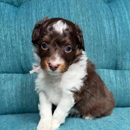 Jinu (purple) - Red tri-color male Aussiedoodle puppy in Watertown, Wisconsin from Little Bear Paws Aussiedoodles