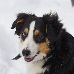 Echo - Miniature Australian Shepherd