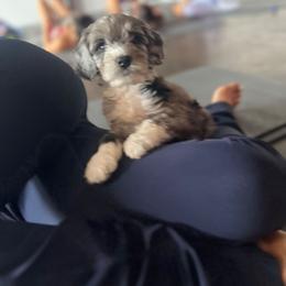 Boone - male Golden Mountain Doodle puppy in Palestine, Texas from KK's Doodle Bunch