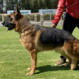 German Shepherd All Grown Up from Boris Parra's German Shepherds