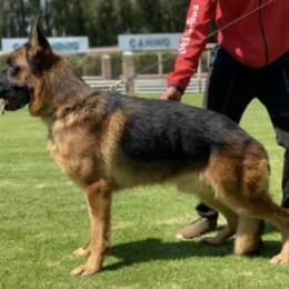 German Shepherd All Grown Up from Boris Parra's German Shepherds