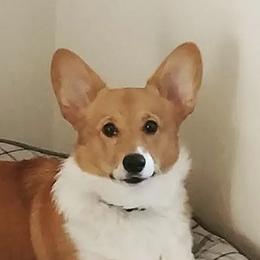 May - Pembroke Welsh Corgi