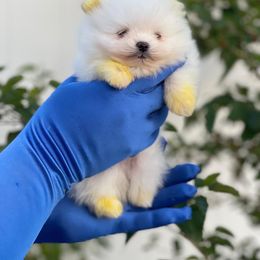 Pomeranian Puppies from POMERLAND exotic Pomeranians of Orlando