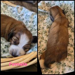 Shaded Red Piebald - Piebald female Dachshund puppy in Panama City Fl, Florida from Southern Bliss Doxies