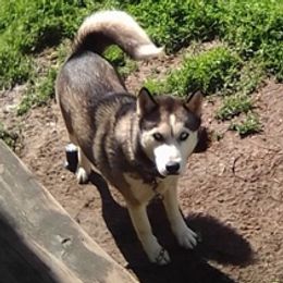 Siberian Huskies from P5 Kennel