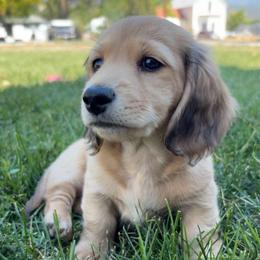Shaded Cream Male - Cream male Dachshund puppy in Spanish Fork, Utah from Lunceford Dachshunds